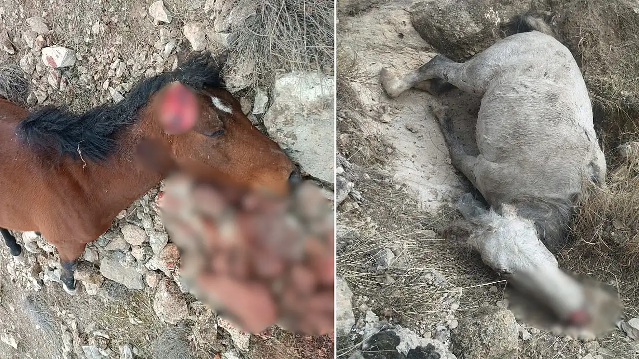 Siirt Botan Vadisi'nde 5 at katledildi