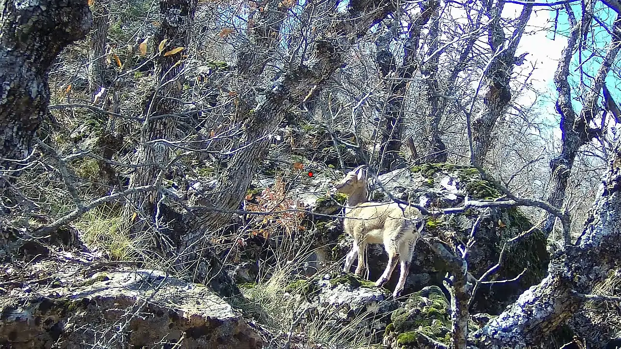 Siirt'te domuz avına çıkan avcı, dağ keçisiyle karşılaştı