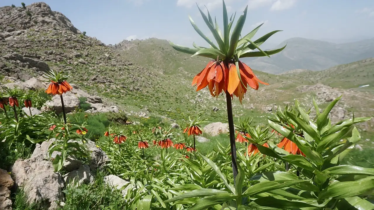 Siirt'in Saklı Cenneti Bacavan Yaylası Koruma Gerekli