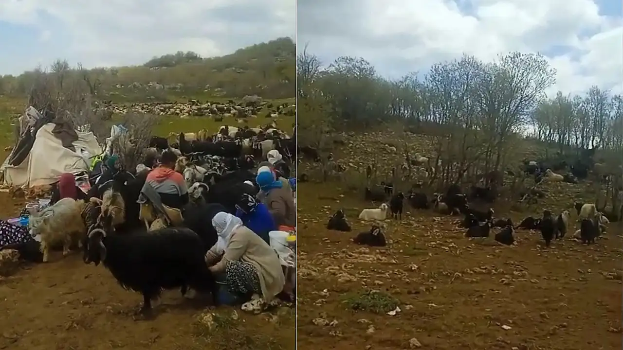 Siirtli Berivanlar İlk Süt Sağımını Gerçekleştirdi