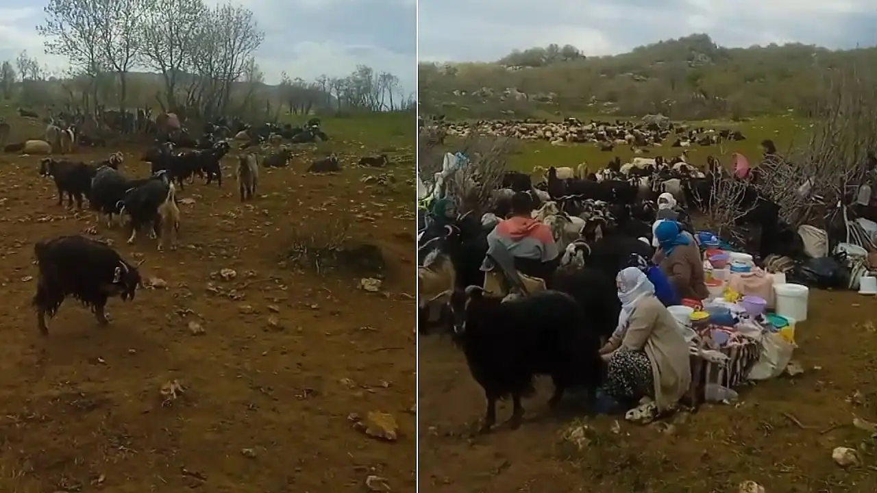Siirtli Berivanlar İlk Süt Sağımını Gerçekleştirdi