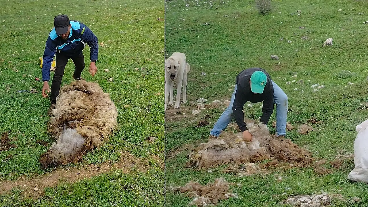 Siirt'te koyun kırkma dönemi başladı