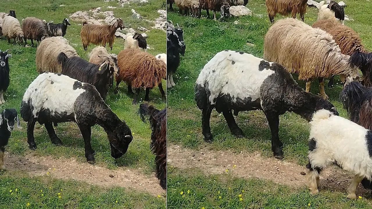 Siirt'te koyun kırkma dönemi başladı