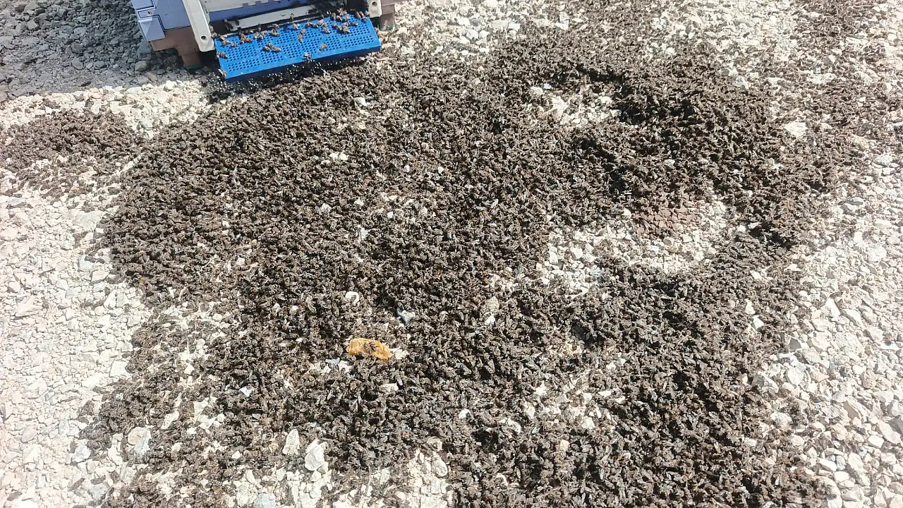 Siirtli Arı Üreticisinin Yüklü Aracı Devrildi: Binlerce Arı Yola Savruldu