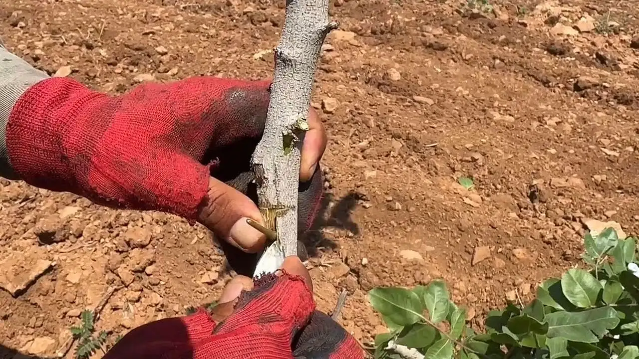 Fıstık aşısı yapılışı