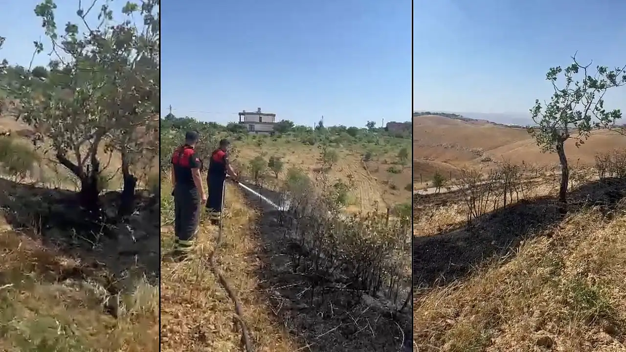 Siirt'te Anız Yangını Fıstık Bahçesine Sıçradı: 10 Ağaç Zarar Gördü