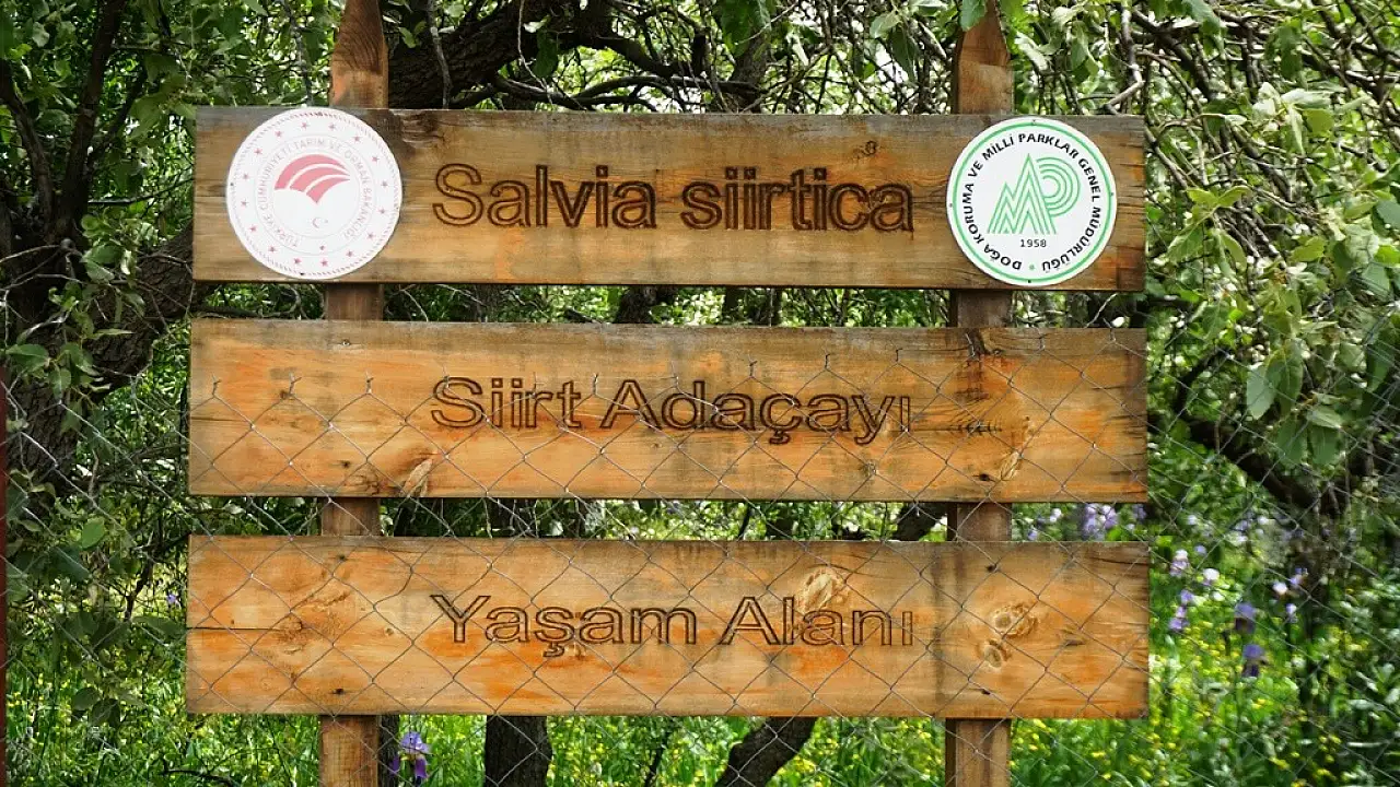 Dünyada Sadece Siirt'te Yetişiyor: Bu Çiçeği Koparmanın Cezası 699 Bin TL