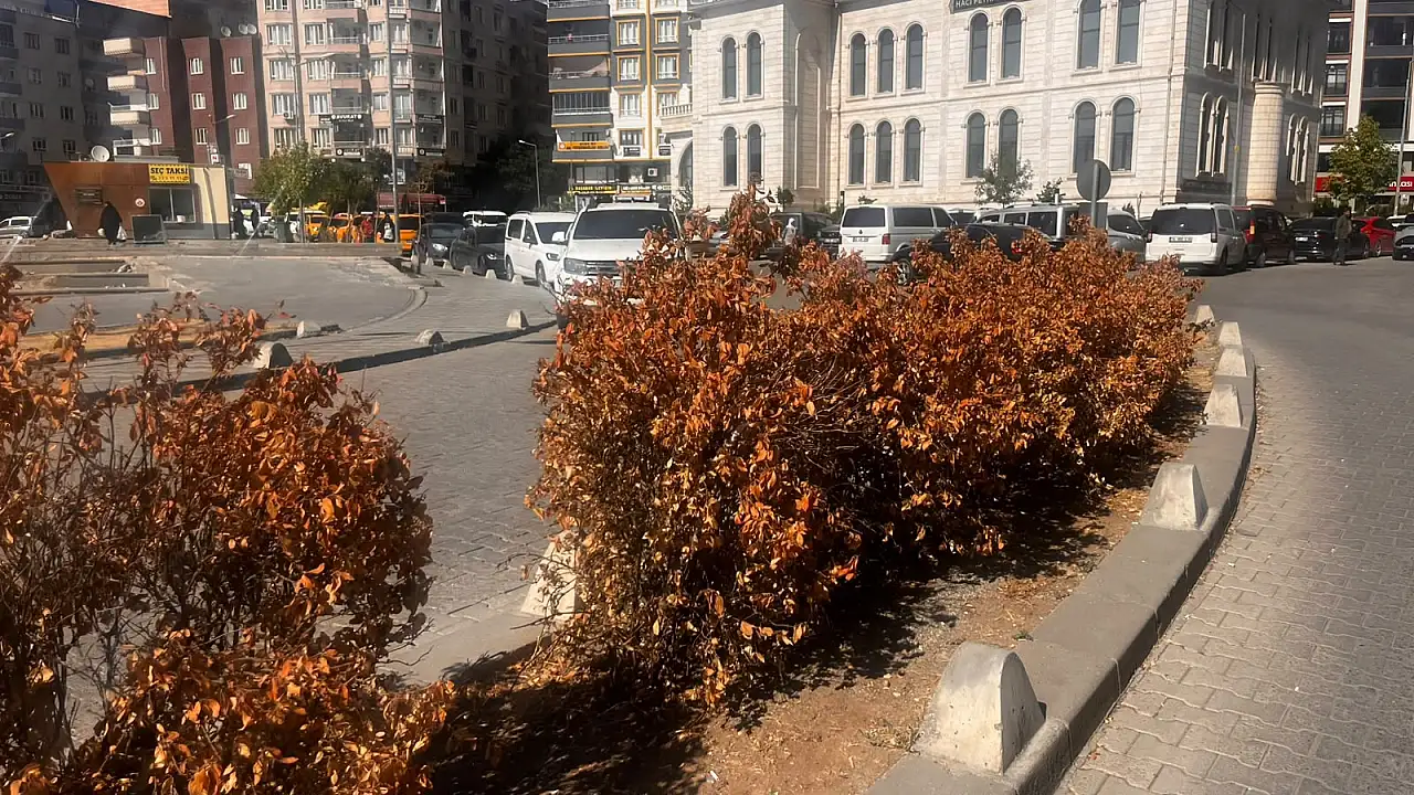 Siirt'te sıcaklar vurdu, bakımsızlık bitirdi: Orta refüjde kuruyan çalılar dikkat çekiyor