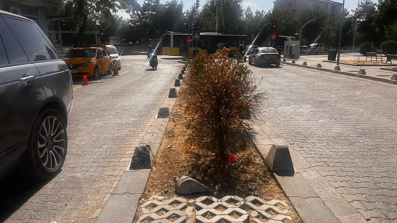 Siirt'te sıcaklar vurdu, bakımsızlık bitirdi: Orta refüjde kuruyan çalılar dikkat çekiyor