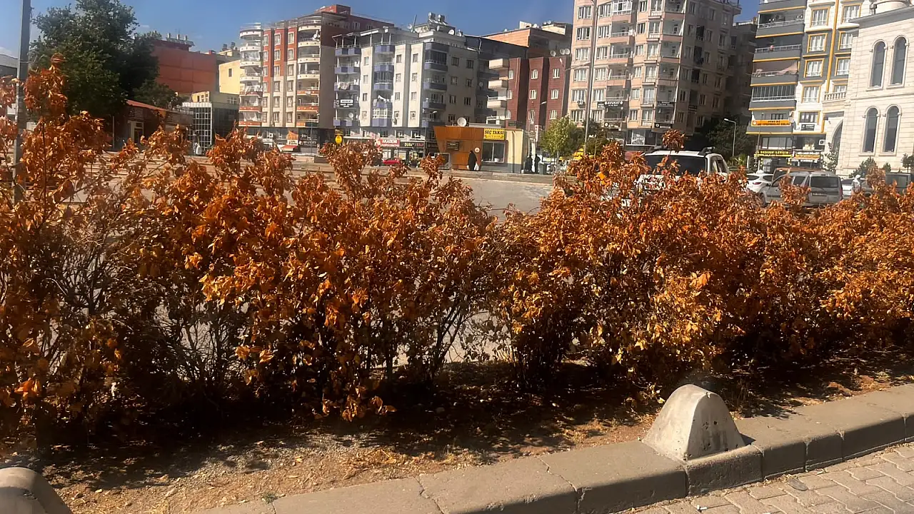 Siirt'te sıcaklar vurdu, bakımsızlık bitirdi: Orta refüjde kuruyan çalılar dikkat çekiyor
