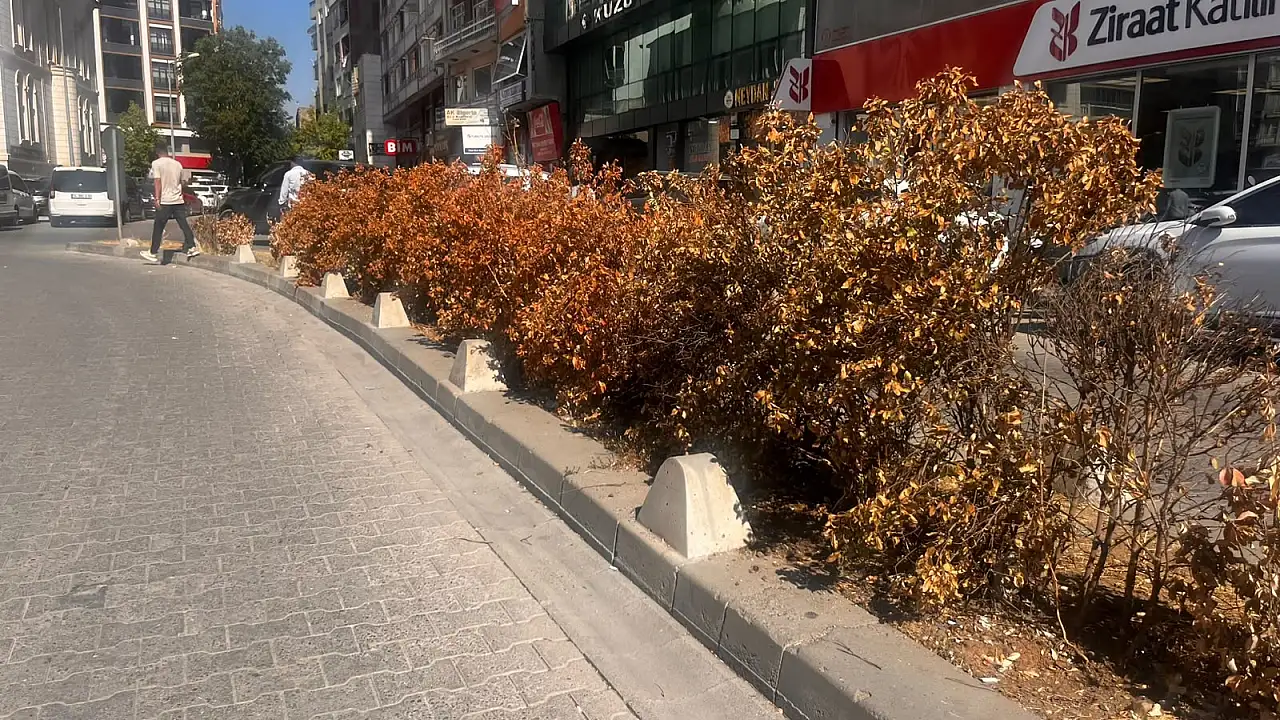 Siirt'te sıcaklar vurdu, bakımsızlık bitirdi: Orta refüjde kuruyan çalılar dikkat çekiyor