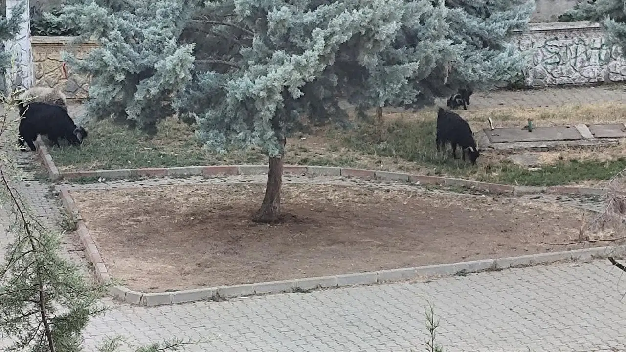 Siirt'te Çocukların Parkı Bakımsızlığa Teslim Oldu, Keçiler Otlamaya Başladı