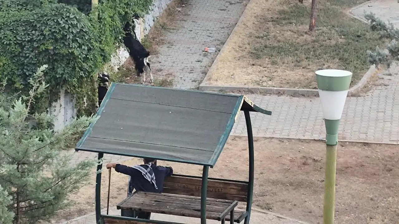 Siirt'te Çocukların Parkı Bakımsızlığa Teslim Oldu, Keçiler Otlamaya Başladı