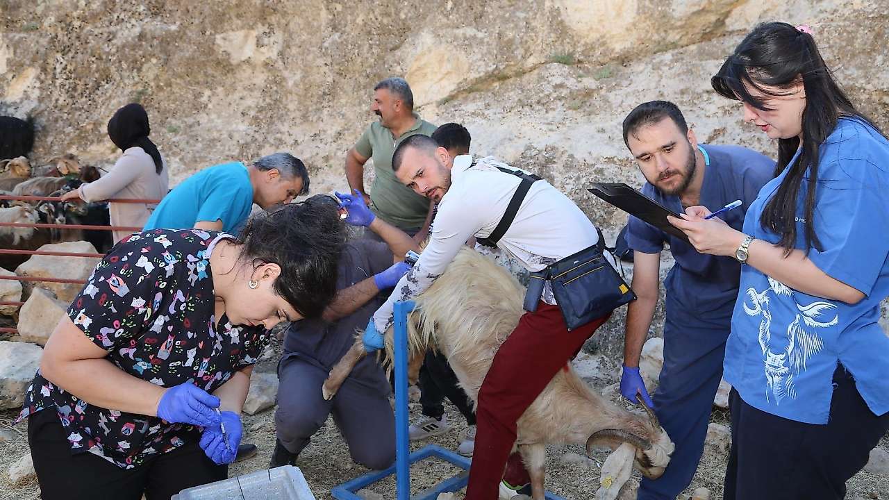 Siirt'te 1000 Keçi Suni Tohumlama ile Islah Ediliyor