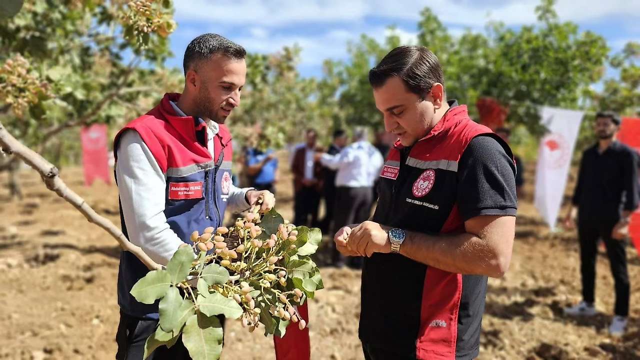 Siirt Pervari'de Fıstık Rekoltesi Dikkat Çekti: 41 Bin 500 Dekardan 4 Bin 396 Ton Üretim