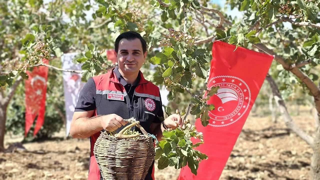 Siirt Pervari'de Fıstık Rekoltesi Dikkat Çekti: 41 Bin 500 Dekardan 4 Bin 396 Ton Üretim