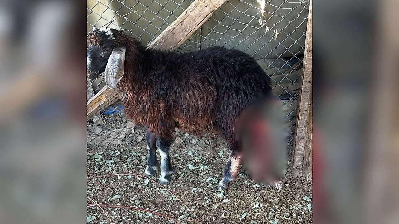 Siirt'te Sahipsiz Köpekler Ahıra Girdi: 3 Kuzu Telef Oldu