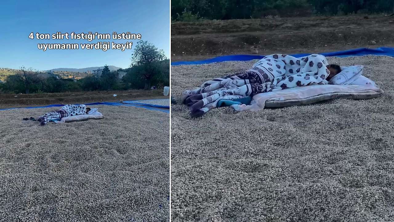 4 Ton Siirt Fıstığının Üzerinde Uyudu: Sosyal Medyada Gündem Oldu