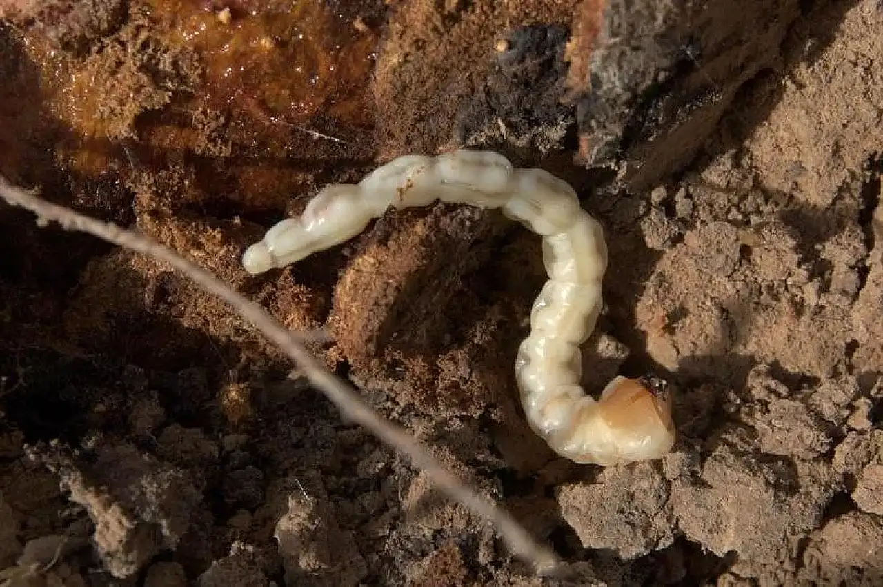 Siirt'te Fıstık Üreticilerine Psillid ve Dipkurdu Uyarısı