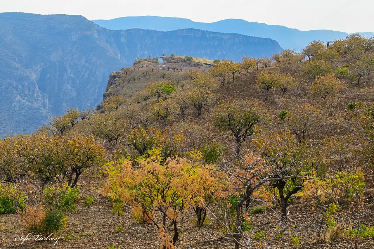 Siirt'te Sonbaharın Büyüsü: Fıstık Bahçeleri ve Doğanın Renkleri Objektiflere Yansıdı