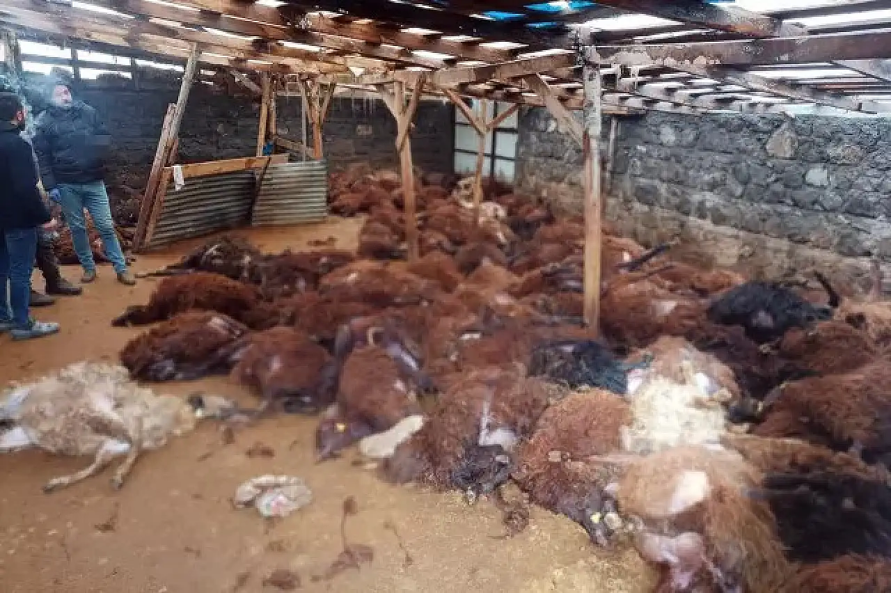 Kars'ta Kurt 200 Koyunu Telef Etti