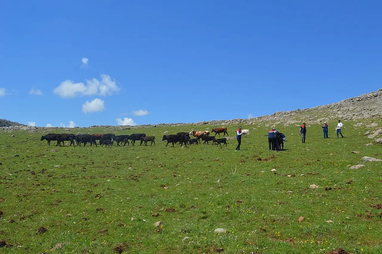 Siirt Pervari'de Hayvancılık Desteği Sonuç Verdi: 10 Hayvan 19 Oldu