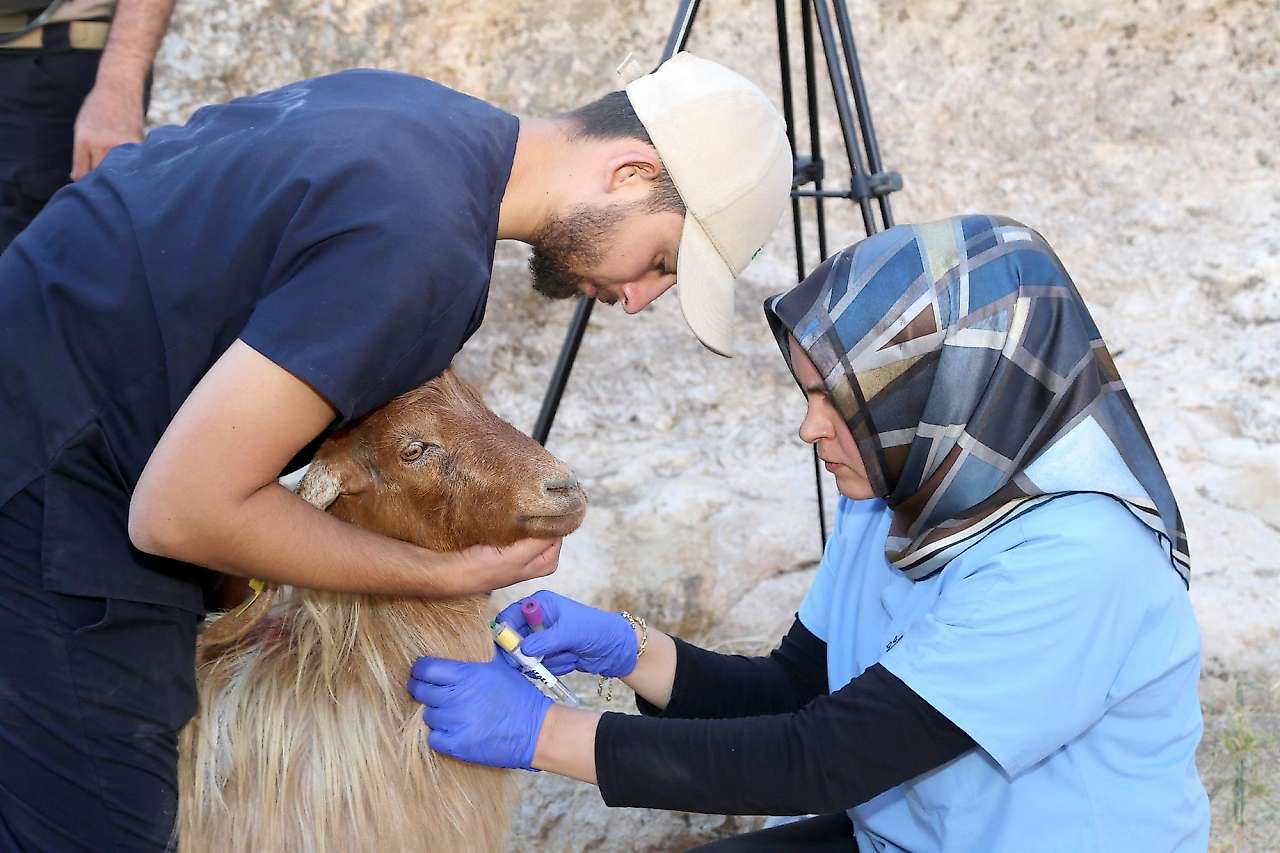 Siirt'te 1000 Keçi Suni Tohumlama ile Islah Ediliyor
