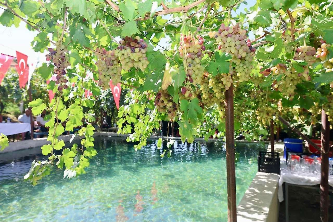 Siirt'te Tayfi Üzümü Hasadı Başladı: Hedef Türkiye'de İlk 5'e Girmek
