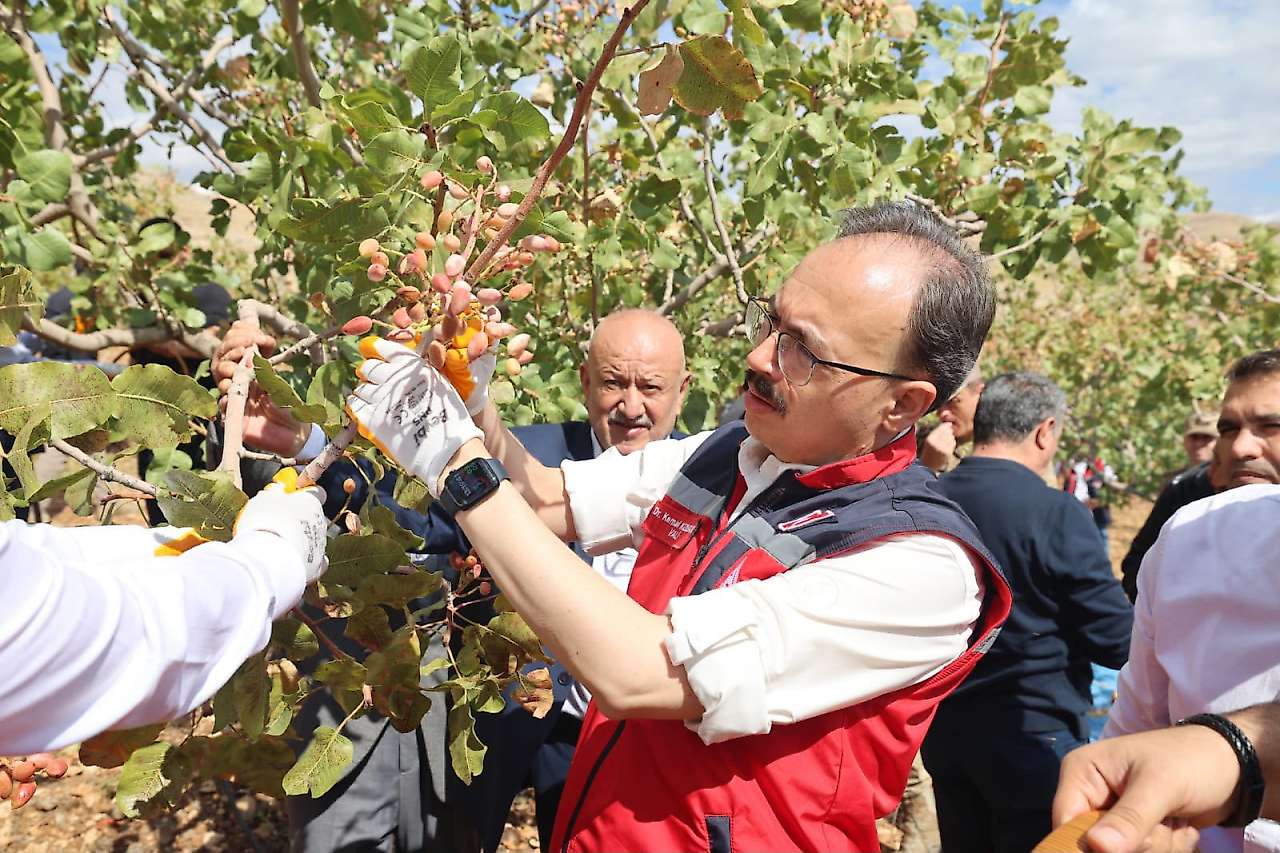 Siirt Fıstığı Festivali'nde hasat heyecanı: Vali Kızılkaya üreticilerle buluştu