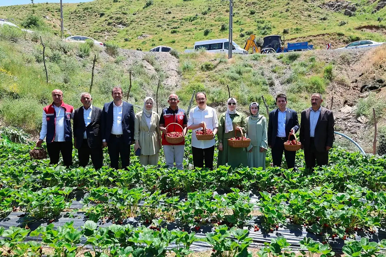Siirt'te Çilek Hasadı Başladı