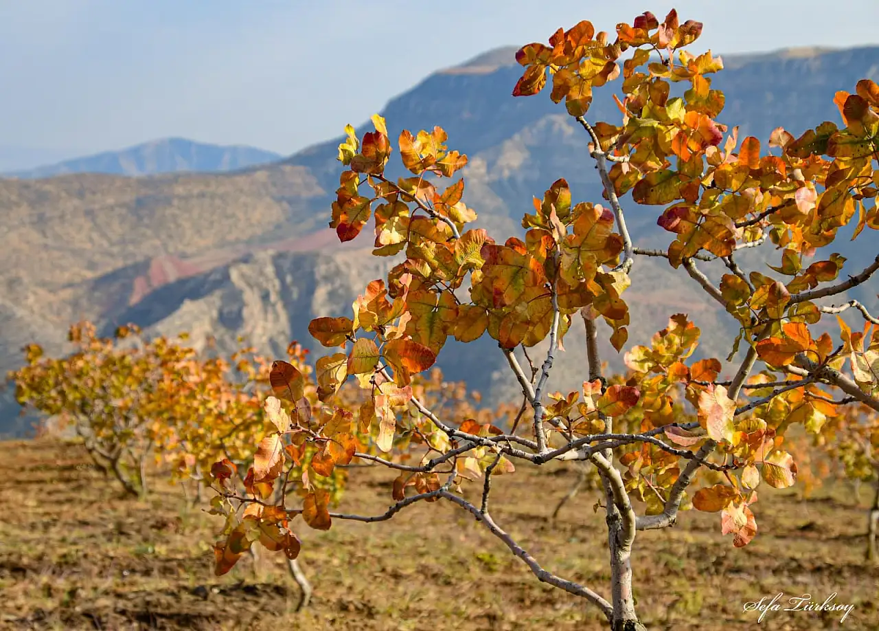 Siirt'te Sonbaharın Büyüsü: Fıstık Bahçeleri ve Doğanın Renkleri Objektiflere Yansıdı