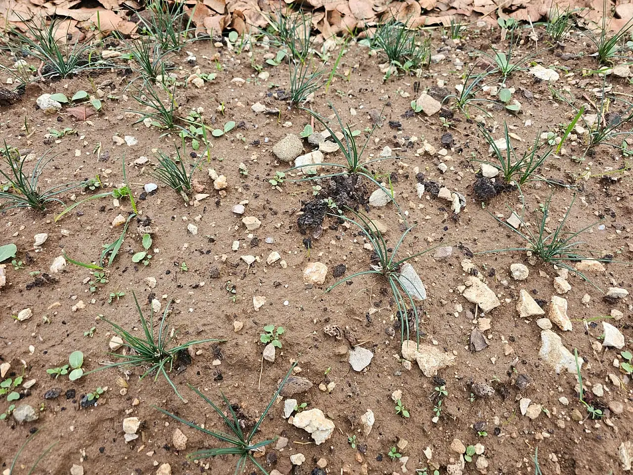 Kilosu 600 Bin TL Olan Üründe Siirt'te İlk Adım: Deneme Ekimi Yapıldı