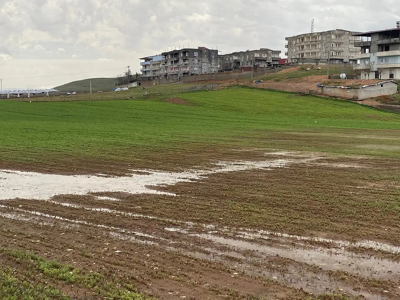 Siirt'te Çiftçilere Yağış Uyarısı: Hububat Tarlalarında Su Birikimine Dikkat