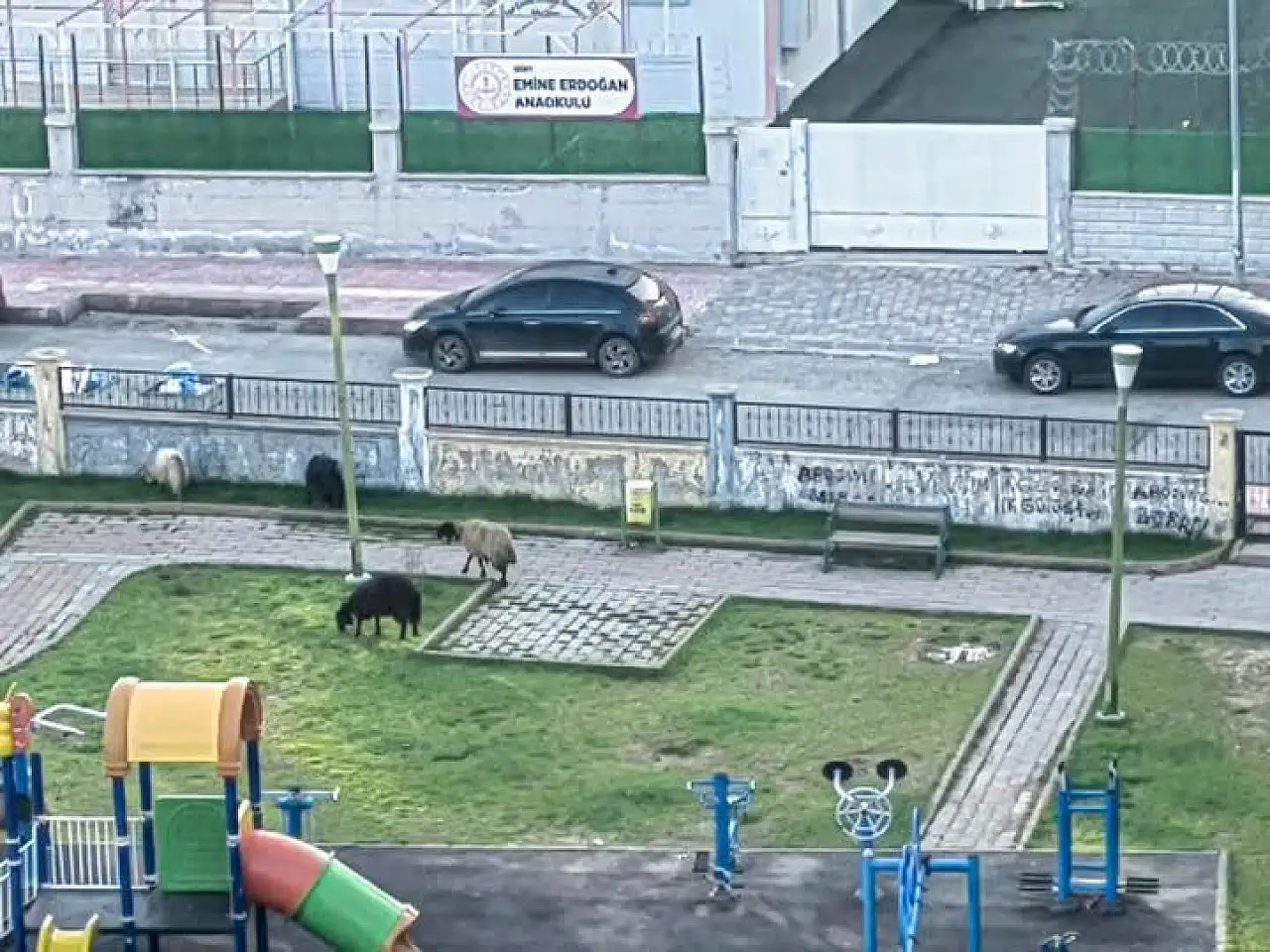 Siirt'te Parklar Çocuklara Değil, Keçilere Kaldı!