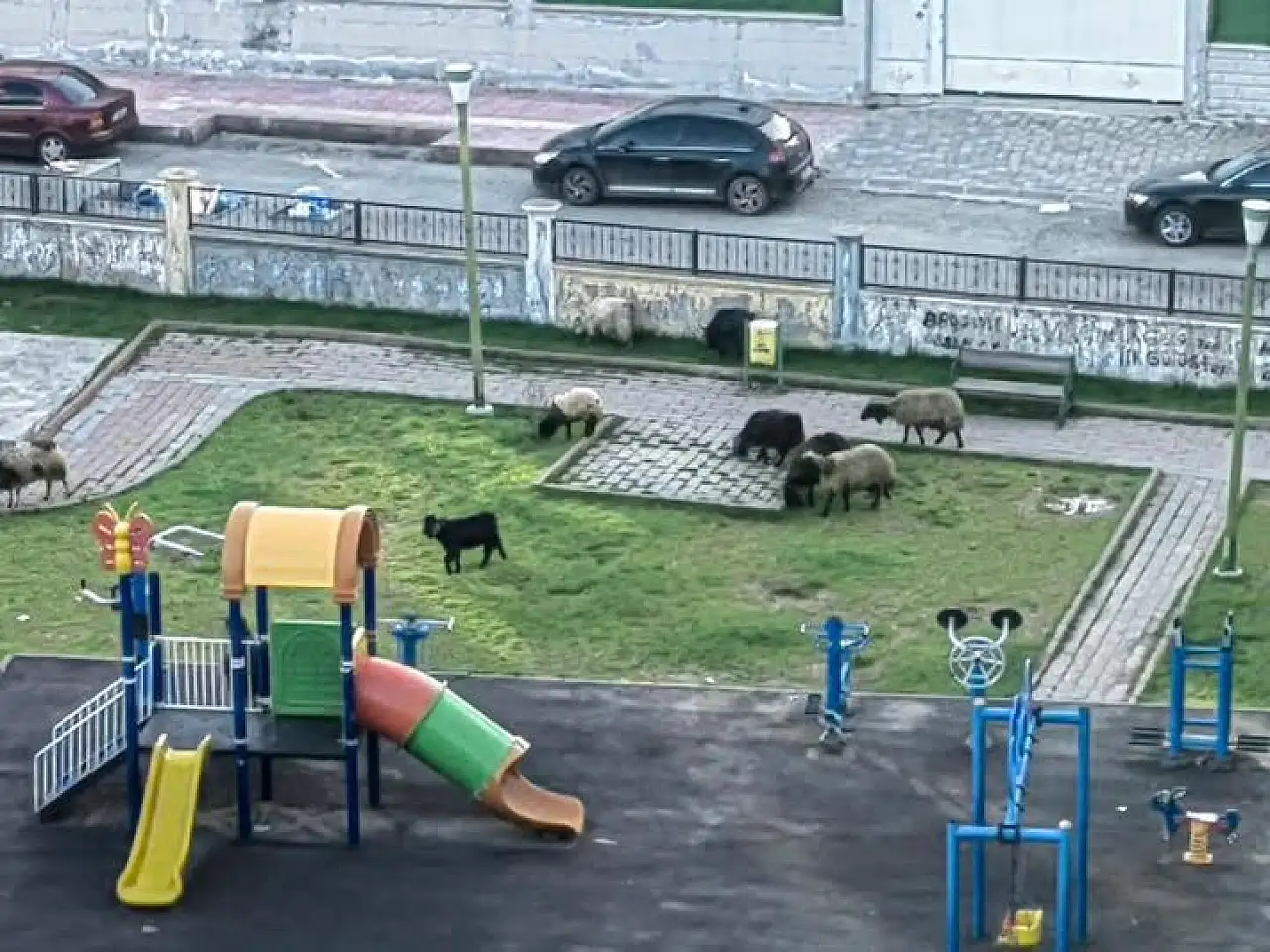 Siirt'te Parklar Çocuklara Değil, Keçilere Kaldı!