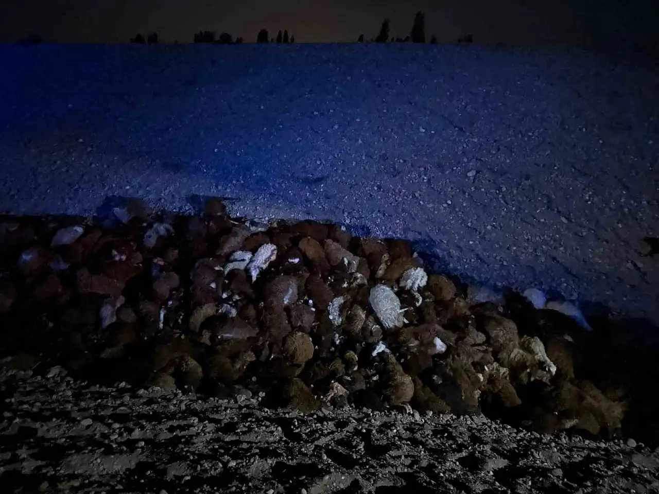 Iğdır'da Arı Saldırısı Faciaya Dönüştü: 400 Koyun Telef Oldu, 5 Kişi Yaralandı