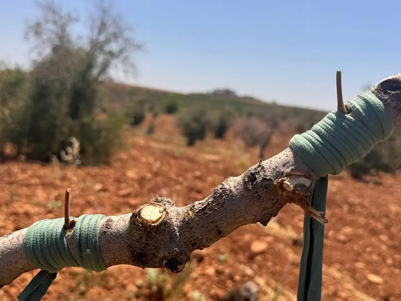 Aşılanmış fıstık dalı