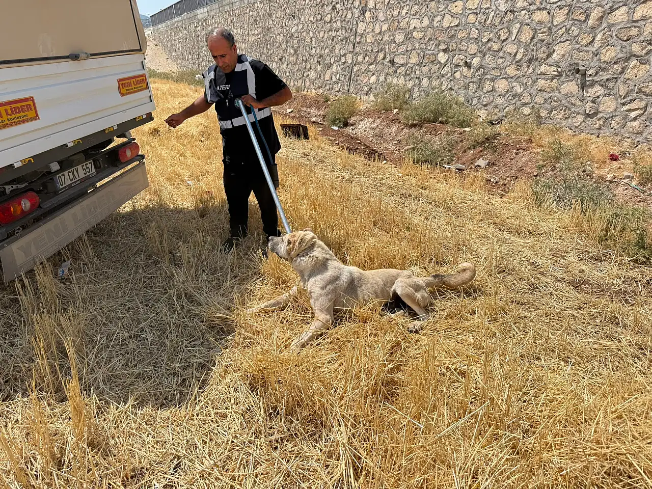 Siirt'te Başıboş Köpekler Toplanmaya Devam Ediyor