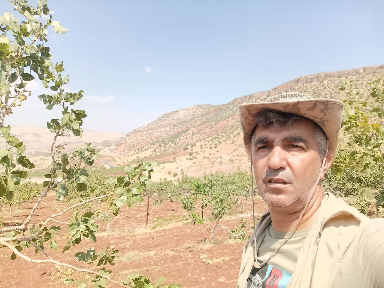 Siirt'te Fıstık Bahçelerine Domuz İstilası