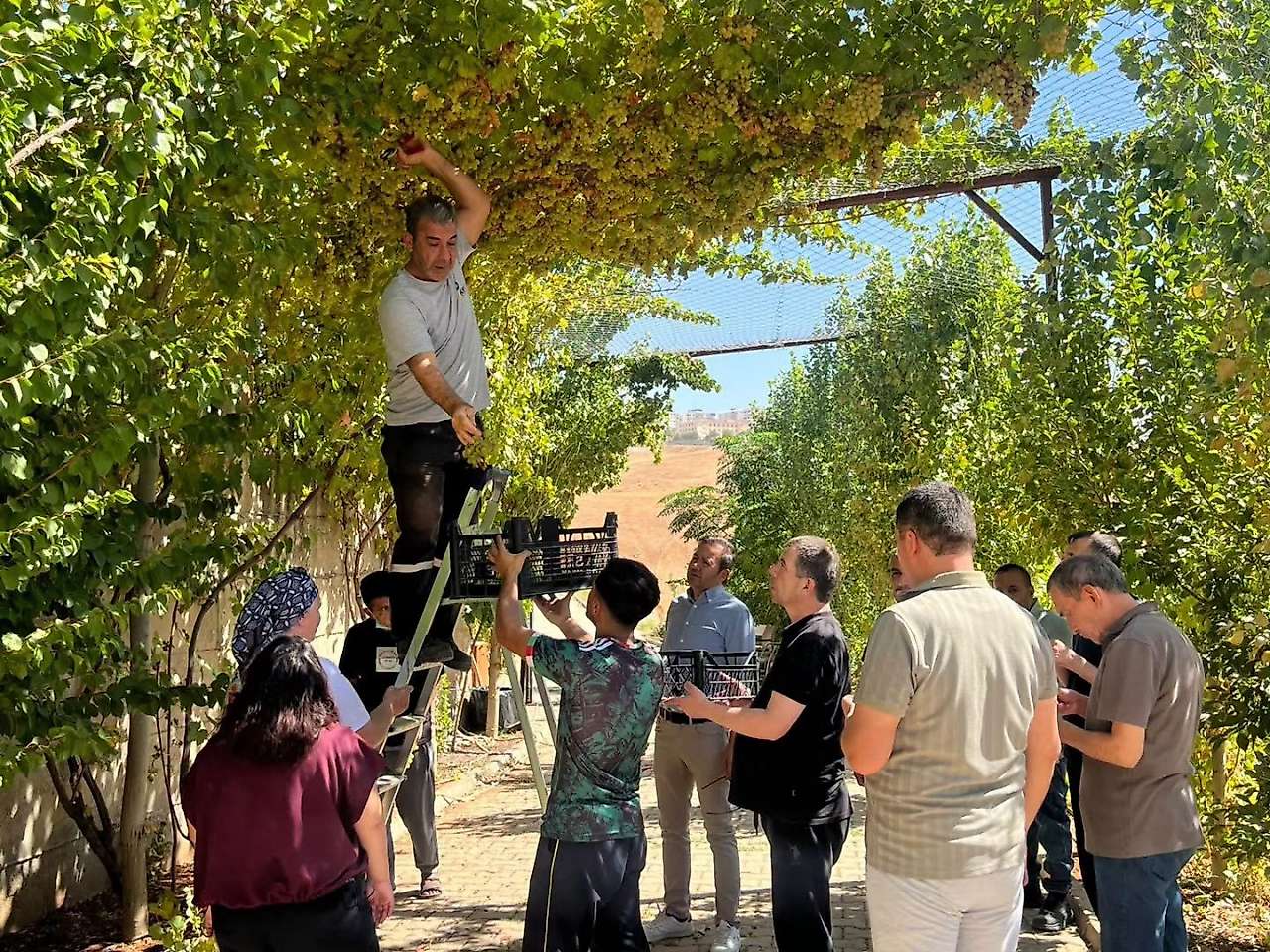 Siirt'te Özel Bireyler Üzümleri Hasat Etti
