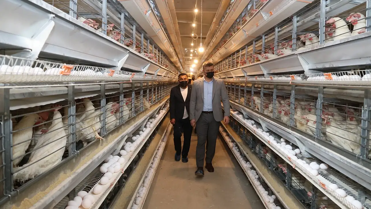 Batman'ın Yumurta İhtiyacını Siirt Karşılıyor