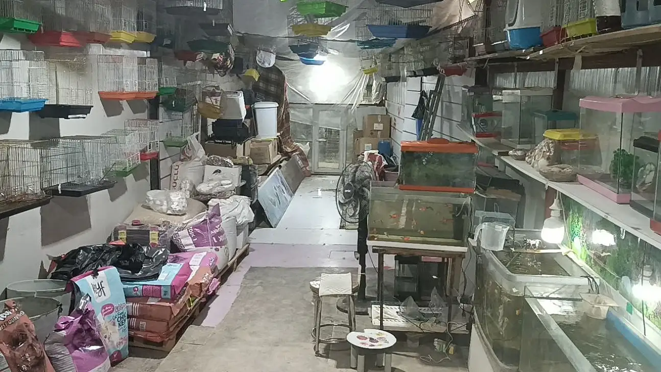 Camı kırıp 9 papağan çaldılar