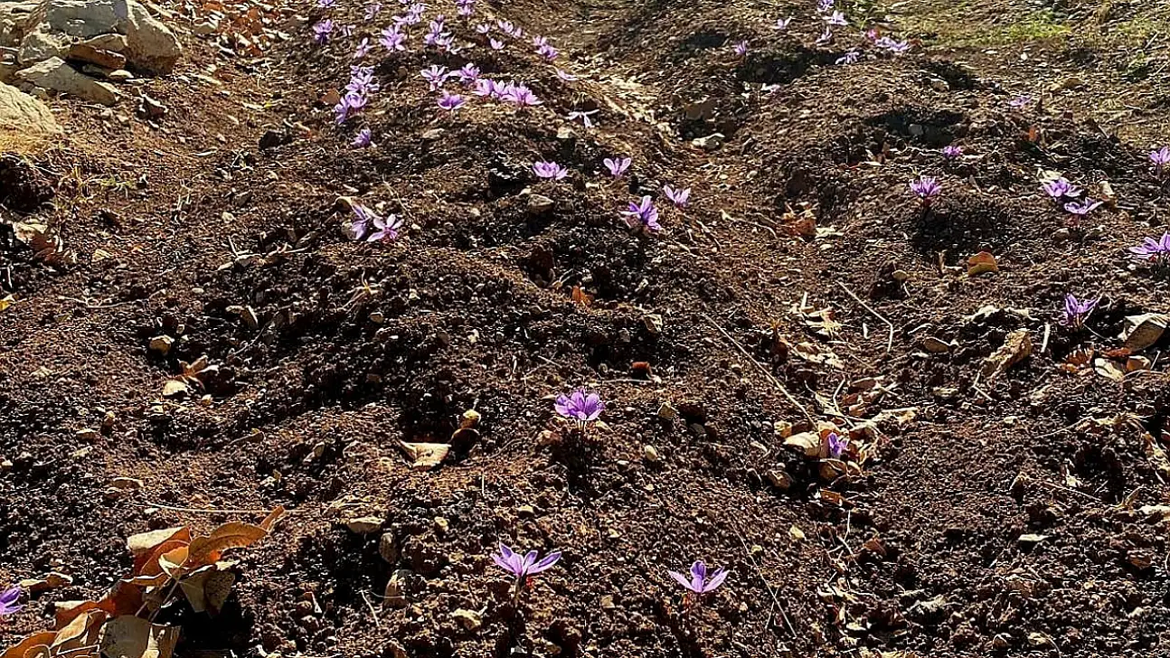 Kilosu 600 Bin TL Olan Üründe Siirt'te İlk Adım: Deneme Ekimi Yapıldı