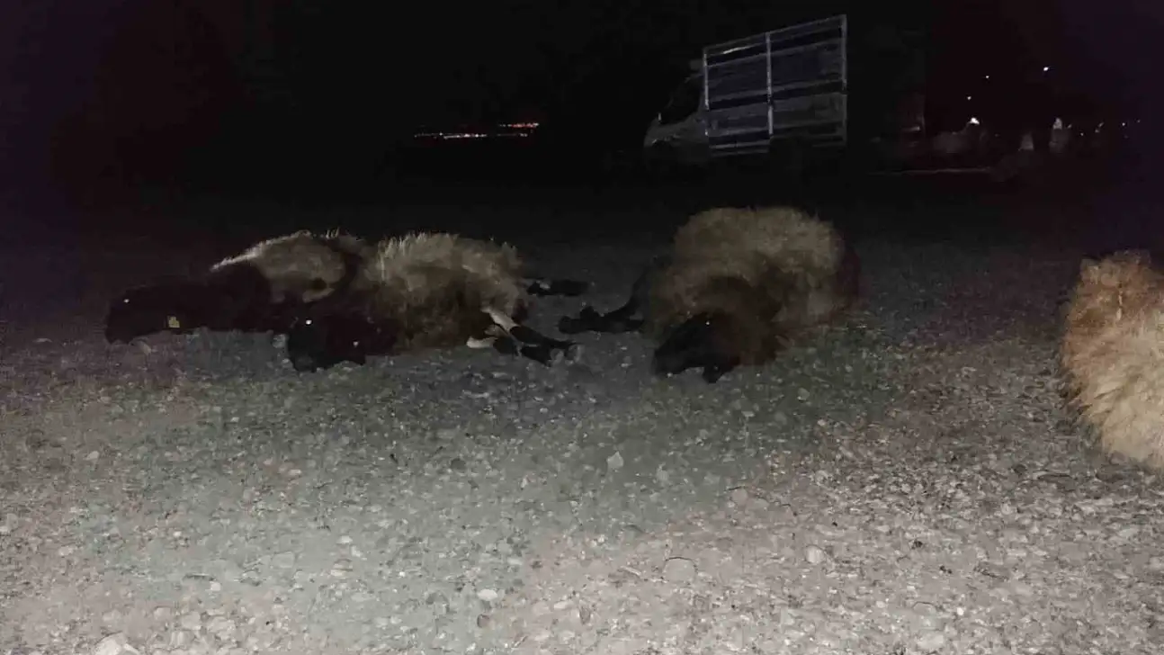 Komşu ilimiz Şırnak'ta otomobil sürüye çarptı, 8 koyun telef oldu
