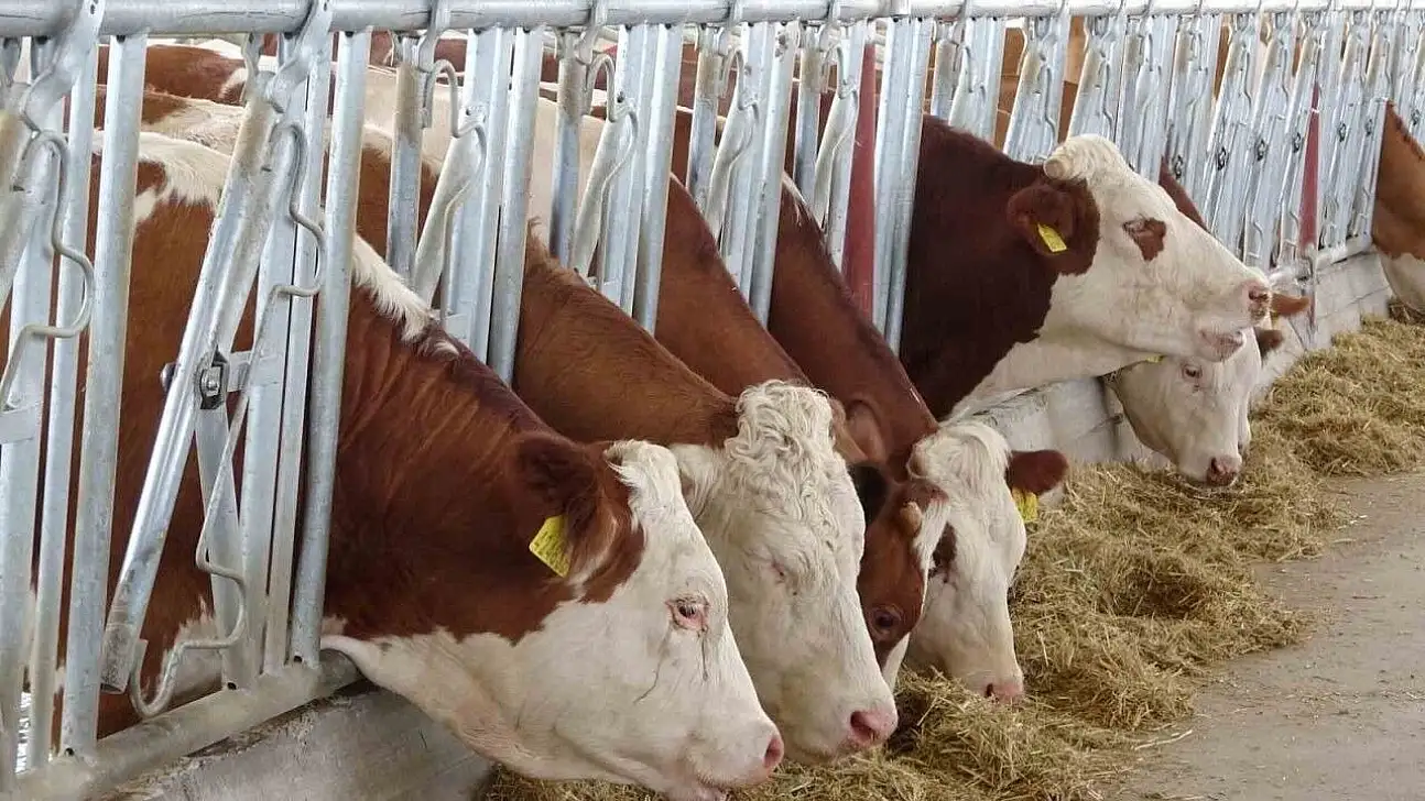 Kurtalan'da Şap Alarmı: Bir Köyde Daha Hastalık Tespit Edildi, Karantina Genişletildi