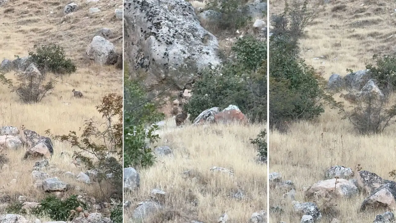 Siirt Botan Vadisi Milli Parkı'nda Ender Görülen 2 Çakal Görüntülendi