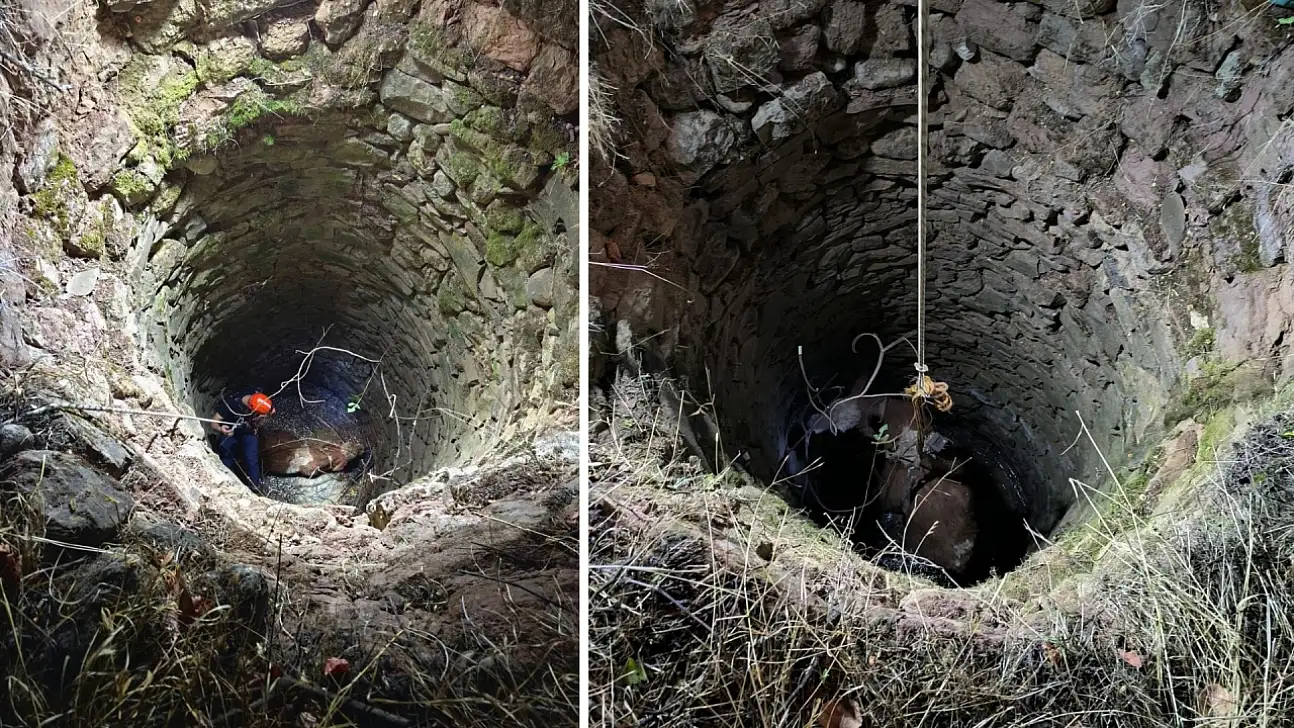 Siirt'te 15 Metrelik Kuyuya Düşen İnek Kurtarıldı