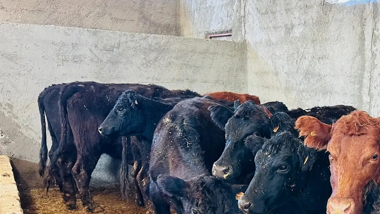 Siirt'te anguslar dağıtıldı