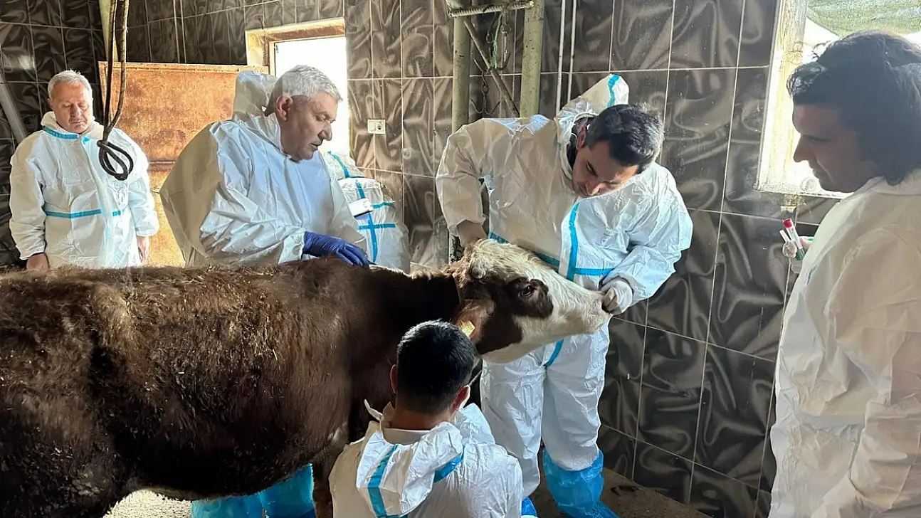 Siirt'te hayvan ölümleri alarm verdi: Ekipler sahaya indi
