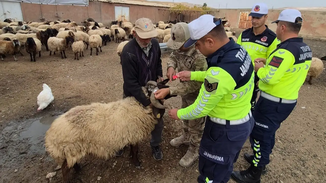 Siirt'te Jandarmadan Hayvan Çarpmalarına Önlem: Siirt'te Reflektif Bant Çalışması Başladı